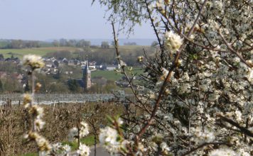 Op zondag 23 november 2025: Huldiging zilveren Octavia-jubilaris Tiny Lemmens-Allelijn tijdens Ceciliafeest in Eys
