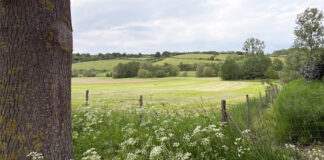 Bloeiende bermen in Boshommellandschap Geuldal