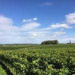 De beste Nederlandse rode wijnen komen uit Vijlen