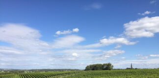 De beste Nederlandse rode wijnen komen uit Vijlen