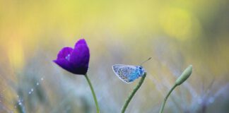 Een bloemenlint van Maastricht tot Mook