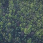 Staatsbosbeheer plant nieuw bos aan in Ravenbos