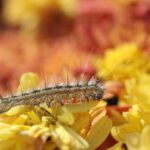 Eijsden-Margraten gaat voor biologische aanpak eikenprocessierups