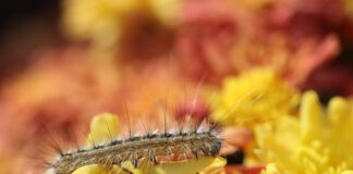 Eijsden-Margraten gaat voor biologische aanpak eikenprocessierups