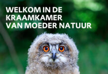 Op vrijdag 4 april: Staatsbosbeheer houdt werkochtend in het Vijlenerbos