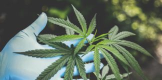 Hennepplantage aangetroffen in Walem