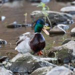 Natuurwandeling langs de Geul