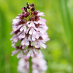 Aandacht voor bijzonder kalkgrasland ‘Wiet Klieëf’