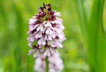 Aandacht voor bijzonder kalkgrasland ‘Wiet Klieëf’