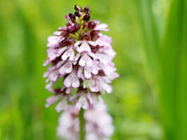 Aandacht voor bijzonder kalkgrasland ‘Wiet Klieëf’