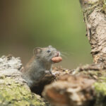 Tijdelijke werkzaamheden rondom wandel- en mountainbikepad Lintjesveldpad Heijenrath