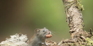 Tijdelijke werkzaamheden rondom wandel- en mountainbikepad Lintjesveldpad Heijenrath
