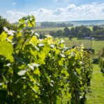 Met 7 wijnboeren tijdens 24e Wijnfeest op zondag 28 september: Volop te proeven ondanks slecht wijnjaar