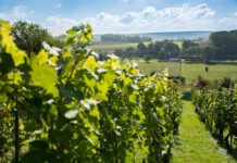 Met 7 wijnboeren tijdens 24e Wijnfeest op zondag 28 september: Volop te proeven ondanks slecht wijnjaar