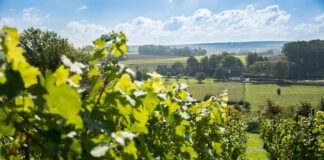Met 7 wijnboeren tijdens 24e Wijnfeest op zondag 28 september: Volop te proeven ondanks slecht wijnjaar