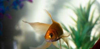 Nieuwe bijeenkomst Aquariumvereniging