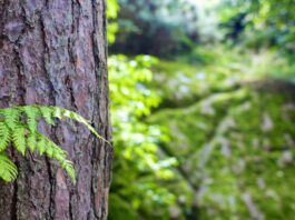Leerlingen basisschool Maurice Rose planten Nederlandse Tiny Forest naast hun school in Margraten