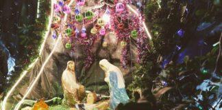 Ze zijn er weer: kribkes-wandelingen