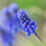 IVN-actie: ‘Help insecten; laat giftige narcissen en blauwe druifjes in winkel staan’