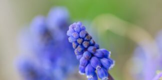IVN-actie: ‘Help insecten; laat giftige narcissen en blauwe druifjes in winkel staan’