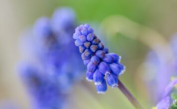 IVN-actie: ‘Help insecten; laat giftige narcissen en blauwe druifjes in winkel staan’