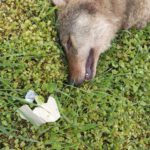 Dode wolf gevonden op A2