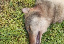 Dode wolf gevonden op A2