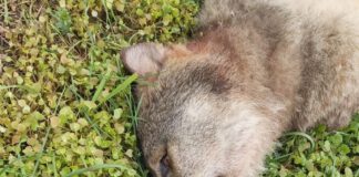 Dode wolf gevonden op A2