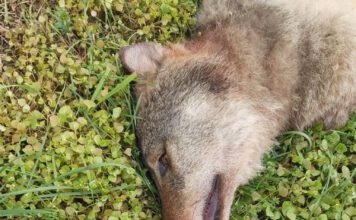 Dode wolf gevonden op A2