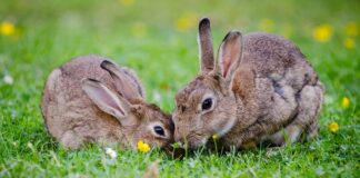 Samen sporen van dieren zoeken!