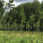 Staatsbosbeheer plant nieuw bos bij het Kloosterbosch