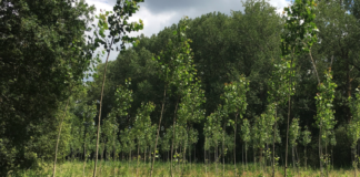 Staatsbosbeheer plant nieuw bos bij het Kloosterbosch