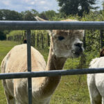Op zondag 8 oktober op het Dorpsplein: Dierenzegening in Nijswiller