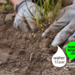 Vergroen uw tuin met een gratis Tuiny Forest-pakket in Eijsden-Margraten