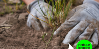 Vergroen uw tuin met een gratis Tuiny Forest-pakket in Eijsden-Margraten