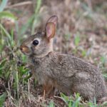 Konijnenmiddag in Maastricht en Lanaken op woensdag 4 oktober