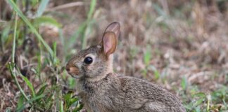 Konijnenmiddag in Maastricht en Lanaken op woensdag 4 oktober