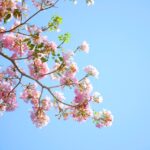 Wandelvereniging Vilt kiest voor vervroegde data Bloesem2Daagse op zaterdag 12 en zondag 13 april