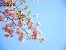 Bloesem2Daagse op zaterdag 27 en zondag 28 april 2024