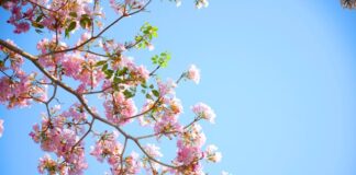 Wandelvereniging Vilt kiest voor vervroegde data Bloesem2Daagse op zaterdag 12 en zondag 13 april