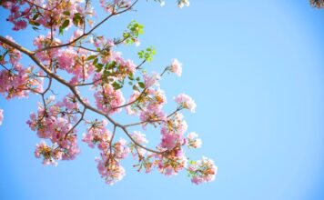 Op zaterdag 20 april in Gemeenschapshuis: Drie koren present op Lenteconcert in Hulsberg