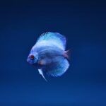 Ton Breuls en Ger Prevoo van Terra Collinaria nrs 1 en 2 op landelijke huiskeuring vijvers