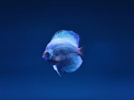 Ontdek de wondere wereld van aquaria bij AV Terra Collinaria in Margraten