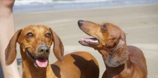 Een deken voor een Kleine Amigo