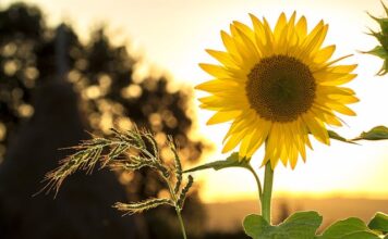 Op zondag 7 juli 2024: Foodtrucks bij 28e editie Teuvenement