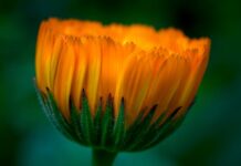 Bloemschikken voor Pasen bij Zij Actief Mechelen