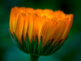 Bloemschikken voor Pasen bij Zij Actief Mechelen