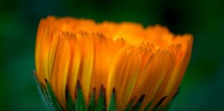 Op zaterdag 27 april in Lemiers: Koningsdag met leuk en gratis programma in gastvrij Lemiers