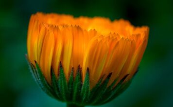 Op zondag 6 juli van Houthem via Limburgse heuvelland en Waalse gewest: Inschrijving voor de 15e Klaproostour geopend!