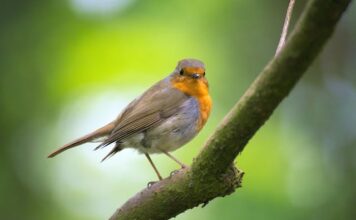 Op zaterdag 14 maart In de omgeving van Vijlen: Met vogelwerkgroep IVN Eys vogels kijken